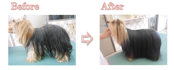 プレミアムシャンプー3