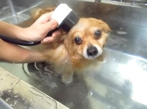 マイクロバブル1