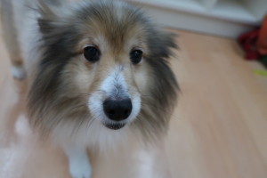 今日からお預かりのシェルティーちゃん ビションちゃん 名古屋市昭和区の平成八事動物病院