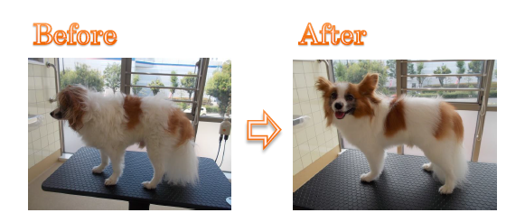 プレミアムシャンプー2