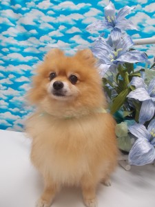 フォトスタジオ1